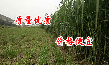 甜象草动态广告位